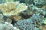 play Beautiful Coral Escape