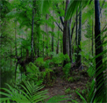 play Escape From Daintree Rainforest