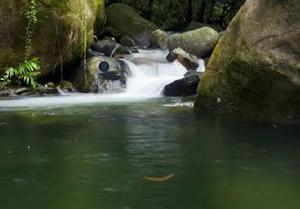 play Escape From Daintree Rainforest