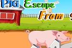 Pig Escape From Farm