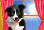 Pet Dogs Cool Makeover