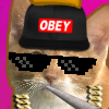 play Cat Clicker Mlg