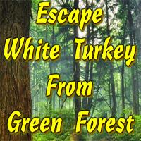 play Escape White Turkey From Green Forest