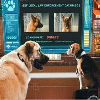 play Cats And Dogs