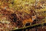 play Autumn Forest Escape