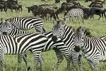 play Zebra Rescue Escape