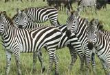 play Zebra Rescue