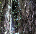 play Escape From Poveglia Island