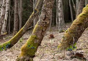 play Delicious Forest Blueberries Escape