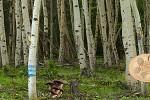 play Delicious Forest Blueberries Escape