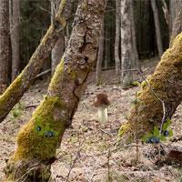play Delicious Forest Blueberries Escape