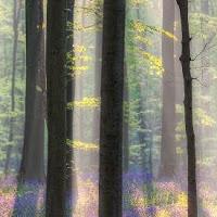 play Hallerbos Forest Escape