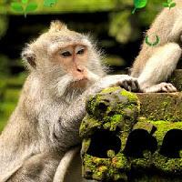 play Monkey Forest Escape