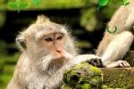play Monkey Forest Escape