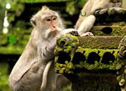 play Monkey Forest Escape