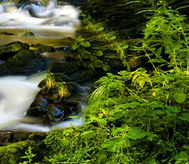 play Avm Scotia Forest Escape