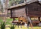 play Livestock Farm Escape