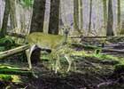 play Mysterious Forest Portal