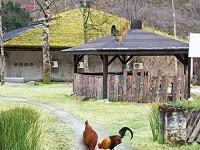 play Livestock Farm Escape