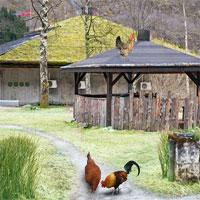 play Livestock Farm Escape