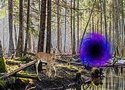 play Mysterious Forest Portal