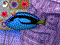 play Big Kahuna Reef 2