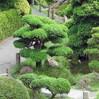 Beauty Bonsai Park Escape