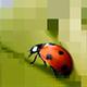 play Repixel Animals