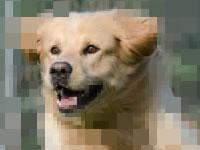 play Repixel Animals