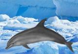 play Antarctic Dolphin Escape