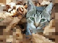 play Repixel Find A Cat