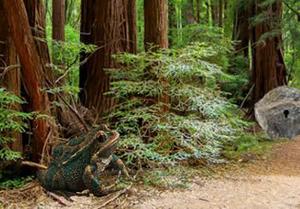 Sequoia Forest Adventure Game
