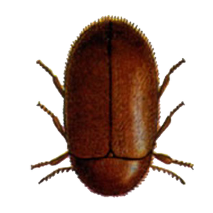 play Cigar Beetle Blaster