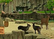 play Wildlife Sanctuaries Escape