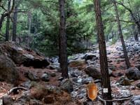 play The Spring Forest