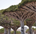 play Escape From Socotra Island