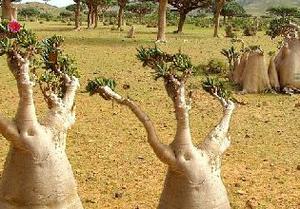 play Escape From Socotra Island Game