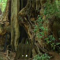 play Green-Root-Forest-Escape