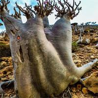 play Escape-From-Socotra-Island