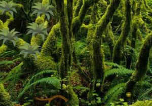 play Jungle Book Forest Escape Game