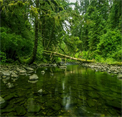 play Tongass National Forest Escape