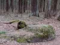 play Stone Forest