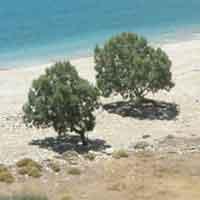 play Ancient Island Escape