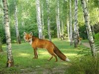 play Enchanted Fox Forest Escape