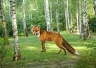 play Lol Escape Enchanted Fox Forest