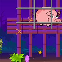 Miniature-Pig-Escape