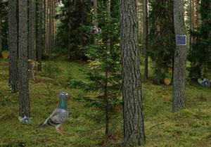 play The Forgotten Forest Cave Game