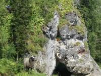 play The Forgotten Forest Cave