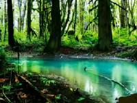 play Dark Ancient Forest Escape