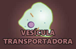 play Vesícula Transportadora